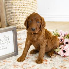 Goldendoodle, Irish Doodle, Labradoodle, and Poodle Puppies from Desert Doodles