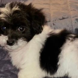 Yorkipoos from Julita's Pups