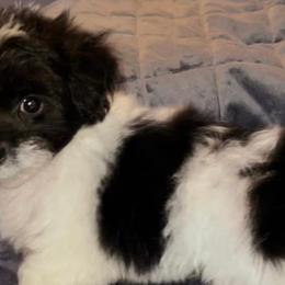Yorkipoos from Julita's Pups