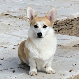 Twinkle - Pembroke Welsh Corgi