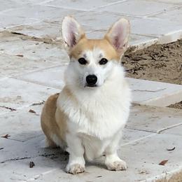 Twinkle - Pembroke Welsh Corgi