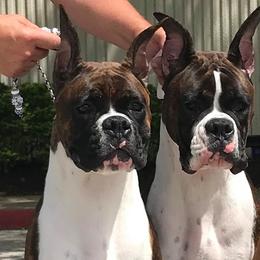 Boxers from Mircoa Boxers