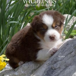 Worm - Red tri-color Australian Shepherd puppy in Newport, Rhode Island from Wildings Australian Shepherds