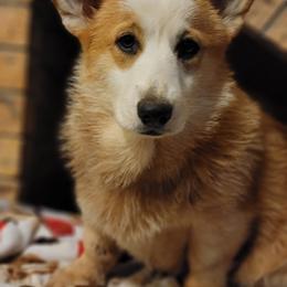 Girl 1 - Pembroke Welsh Corgi puppy in Anton, Texas from X Bar's Lil Legs of Texas