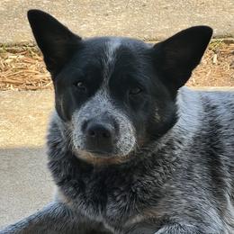Rose - Australian Cattle Dog