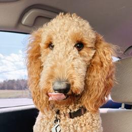 Goldendoodles from Sweeter than Honey Doodles
