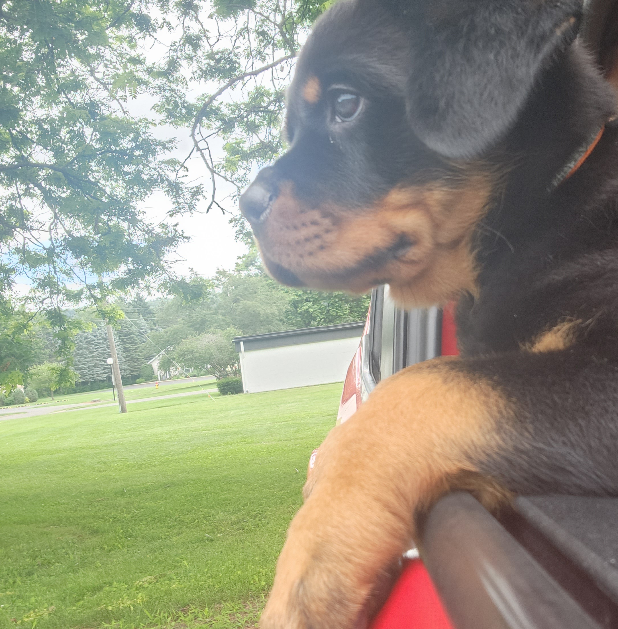 Rottweiler puppies from Tri-town Rotties