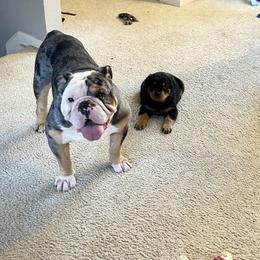 Rottweiler Puppies from Rottweiler Land