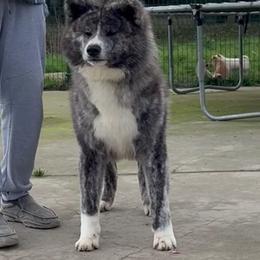 Maru - Japanese Akitainu