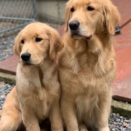 Golden Retriever Puppies from Davis Pond Goldens