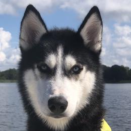 Milo - Siberian Husky