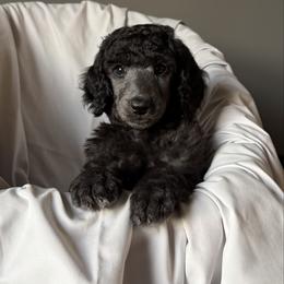 Boy 2 - Silver male Poodle puppy in State College, Pennsylvania from Brookside Standard Poodles