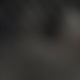 Matt - Chocolate male Havanese puppy in Englewood, New Jersey from Happy Havanese NJ