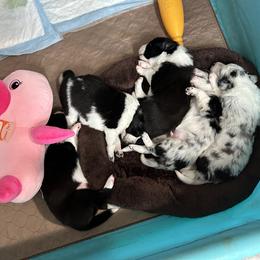 Border Collie Puppies from Roaring River Border Collies