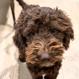 Drift - Brown male Poodle puppy in Caldwell, Idaho from Boise Doodle Co.