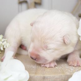 Samoyed puppies from Rocky Mountain Samoyeds