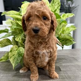Light pink - Apricot female Goldendoodle puppy in Bakersfield, California from Lavish Doodles