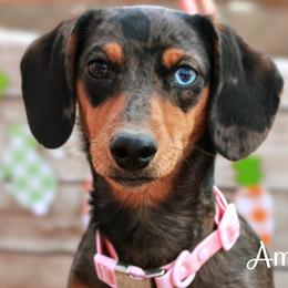 Thomas homestead Margo - Dachshund