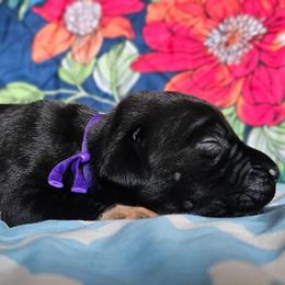 Purple collar - Black female Cane Corso puppy in Houston, Texas from Zenith Cane Corso