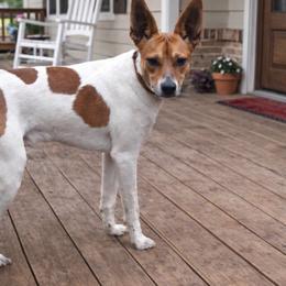 Sawyer - Rat Terrier