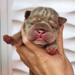 Bulldog Puppies from Badger Canyon bulldogs