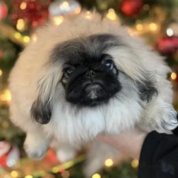 Pekingese from Lisa's Pekingese