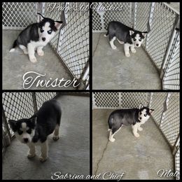 Monopoly(twister) - Black and white male Siberian Husky puppy in Bloomfield, Indiana from Paiges lil huskies