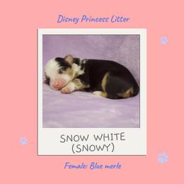 Miniature Australian Shepherd and Toy Australian Shepherd Puppies from Ashley's Aussies, LLC