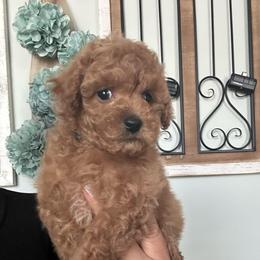 Sir Bennie-Blue Collar - Red male Maltipoo puppy in Southern,, California from Maltipoo Tiny Pups & More