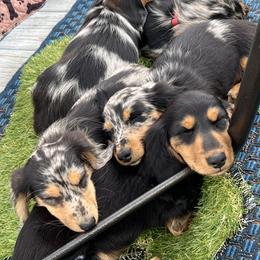 Dachshund Puppies from Miniature Dreams Dachshunds