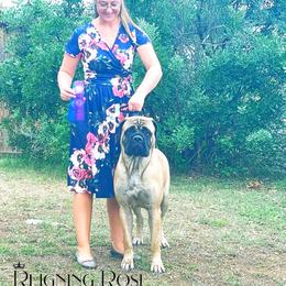 Pieper - Bullmastiff