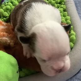 Girl 5 - Red brindle and white female Bulldog puppy in Tierra Verde, Florida from Destiny Kennel