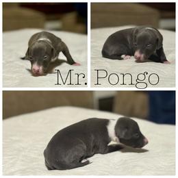 Pongo - Blue male Italian Greyhound puppy in Texas from Italian Greyhounds of Frisco