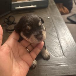 Bear( Gray) - Liver male Miniature Schnauzer puppy in Hemet, California from Feshia's Miniature Schnauzers