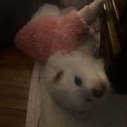 American Eskimo Dog Puppies from Eskie Babes