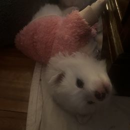 American Eskimo Dog Puppies from Eskie Babes