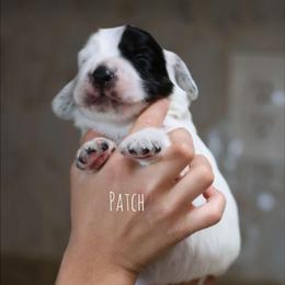 Patch - Black and white male English Cocker Spaniel puppy in New Mexico from HighBrassGunDogs