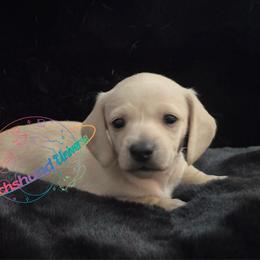 Comet - Cream male Dachshund puppy in Peyton, Colorado from Dachshund Universe