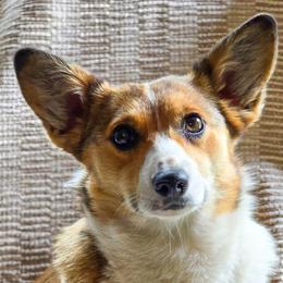 Poppy - American Corgi