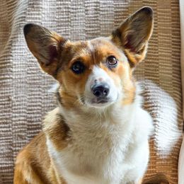 Poppy - American Corgi