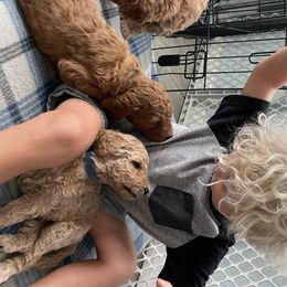 Goldendoodle Puppies from The Miller's Goldendoodles