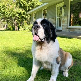 Annie - Saint Bernard