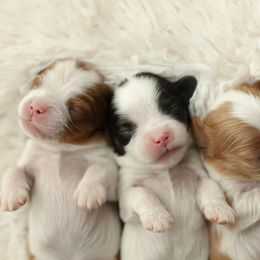 Cavalier King Charles Spaniel Puppies from Westchester Cavaliers
