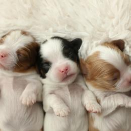 Cavalier King Charles Spaniel Puppies from Westchester Cavaliers