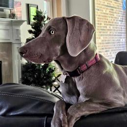 Weimaraners from Desert Rose Weimaraners