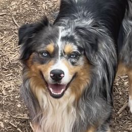 Ripley - Australian Shepherd