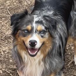 Ripley - Australian Shepherd