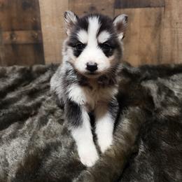 Boy 1 - Black and white male Siberian Husky puppy in Solon Springs, Wisconsin from Werpstead Shorties