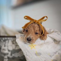 Ginger - Apricot female Goldendoodle puppy in Cleveland, Tennessee from Edgewater Doodles & Designer Pups