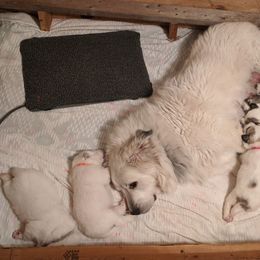 Great Pyrenees Puppies from Duck Creek Poultry Place & Wilson's Waterfowl